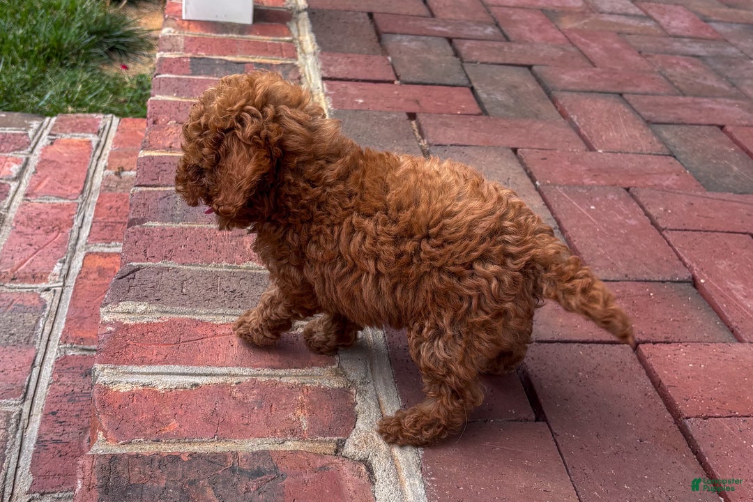 Miniature Poodle dogs for sale: Morgan - Ad 4