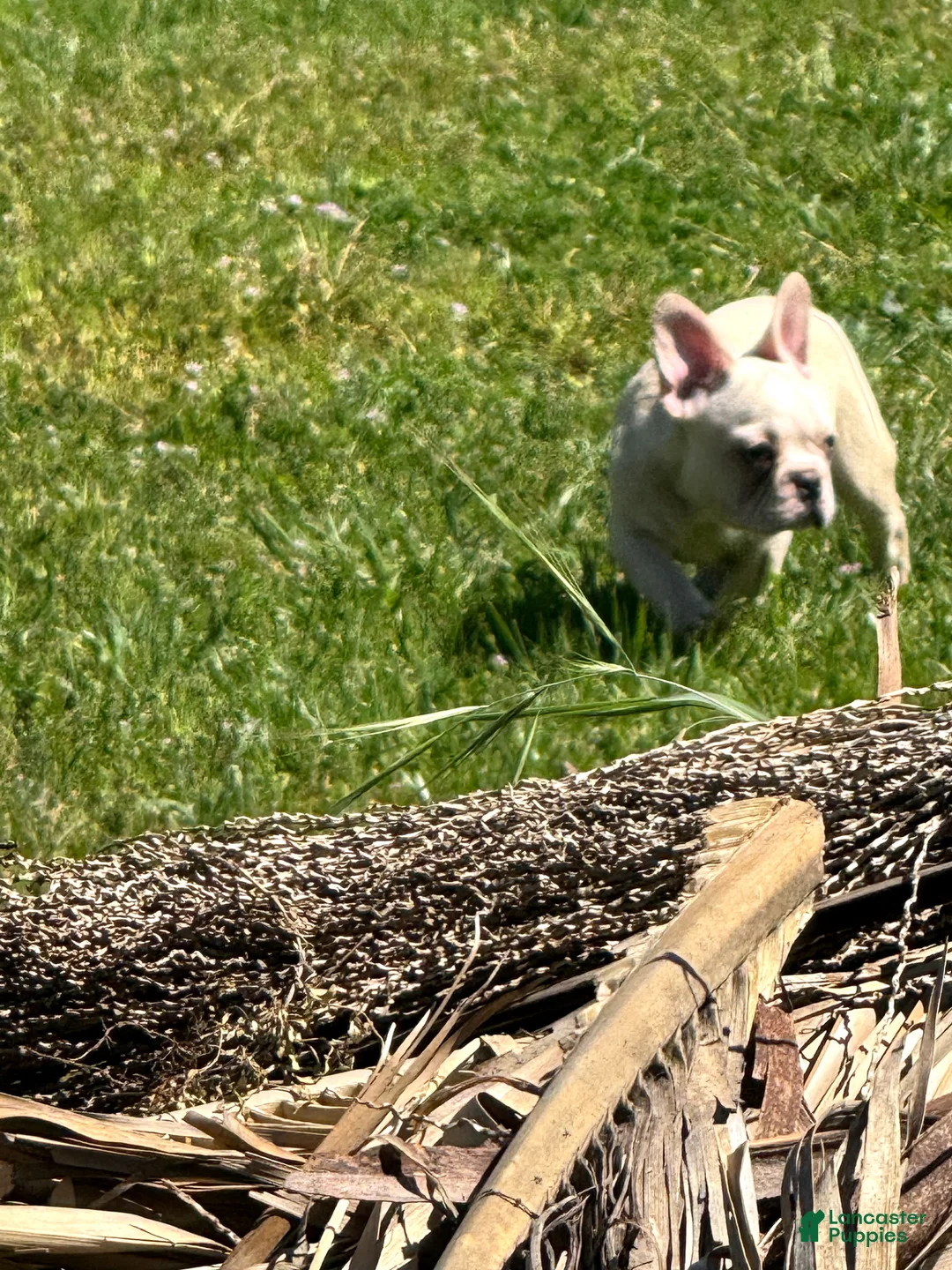 French Bulldog dogs for sale: French Bulldog Puppy 2 - Ad 2