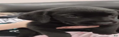 Labrador Retriever 3