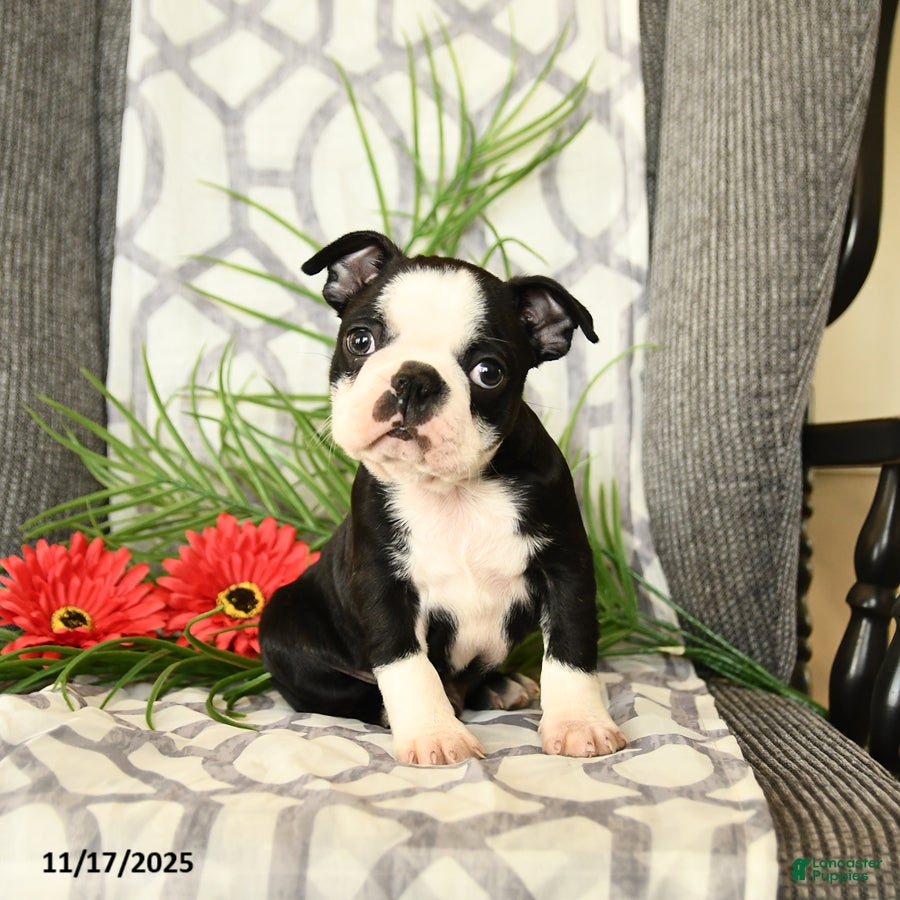 Boston Terrier dogs Felix - Ad 10