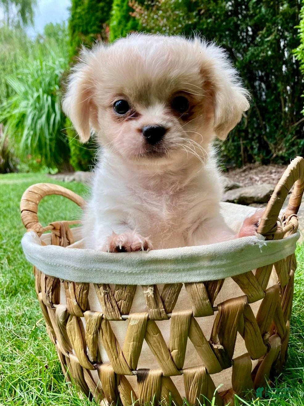 Shih Tzu dogs Honey - Ad 1