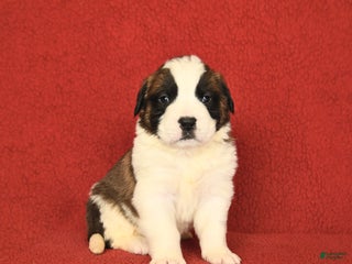 Saint Bernard dogs - Ad 17