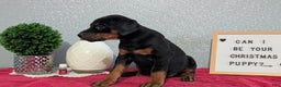 Doberman Pinscher dogs for sale: Lucy  - Ad 8