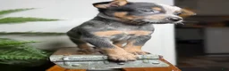 Australian Cattle Dog dogs for sale: Rudis - Ad 9