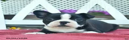 Boston Terrier dogs for sale: Pearl  - Ad 2