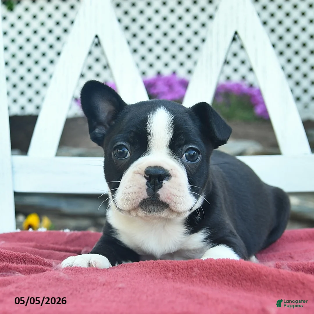 Boston Terrier dogs for sale: Pearl  - Ad 2