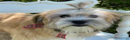 Morkie dogs for sale: Nacho - Ad 11