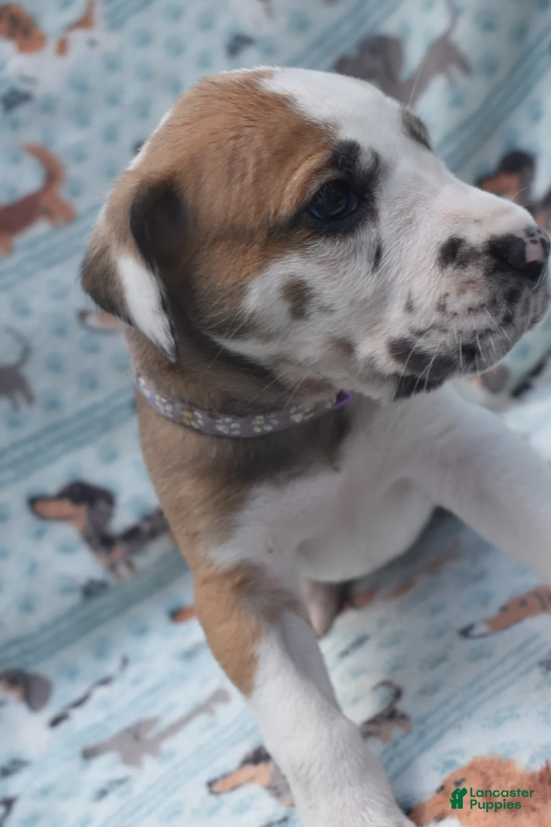 Great Dane dogs for sale: Great Dane - Lavender Collar - Fawnequin - Ad 2
