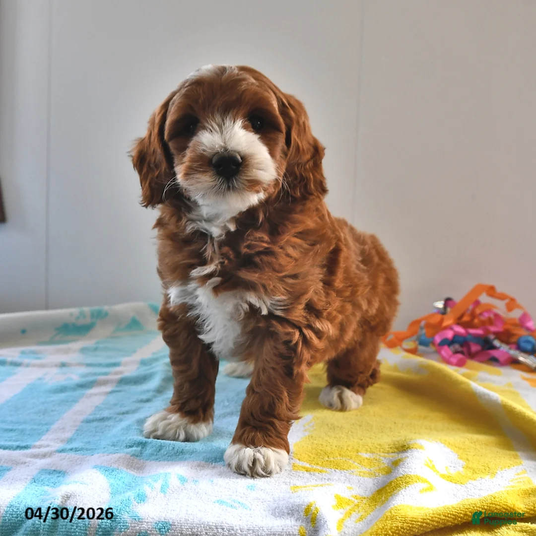 Mini Goldendoodle dogs for sale: Rocco - Ad 1