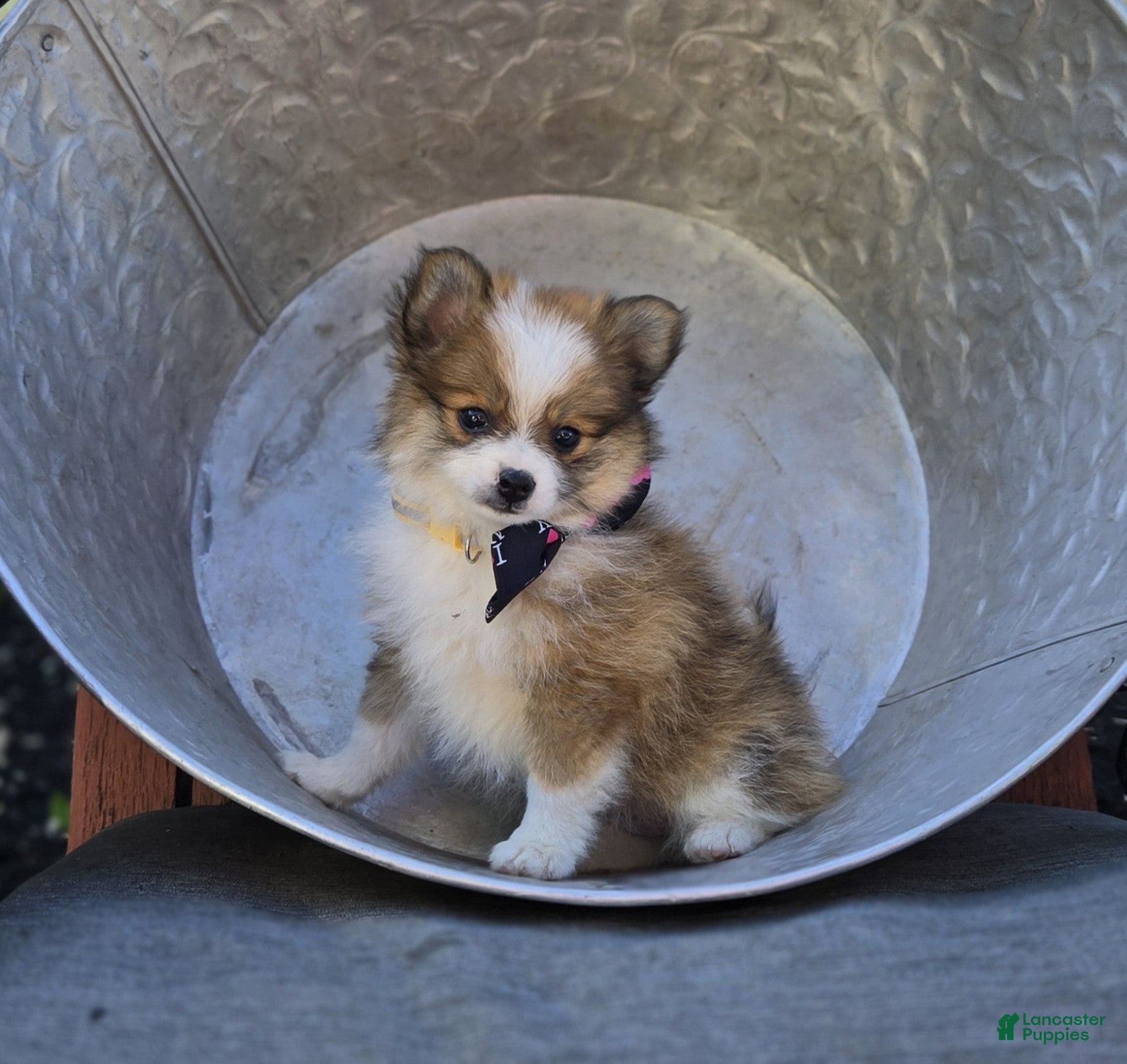 Pomeranian dogs Sandra - Ad 2
