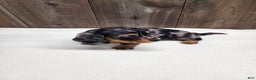 Miniature Dachshund dogs for sale: Miniature Dachshund Puppy 2 - Ad 8