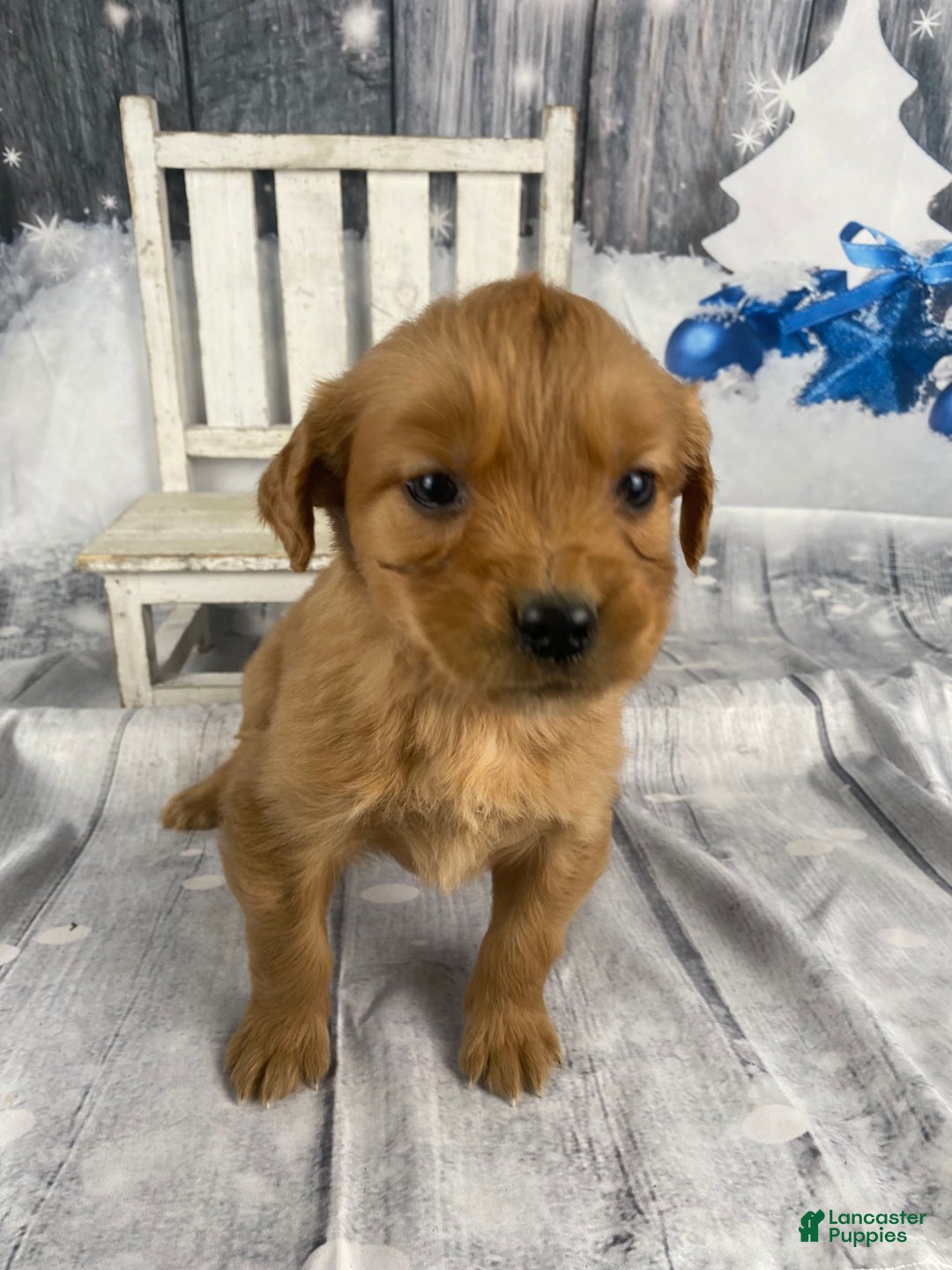 Golden Retriever dogs for sale: Jess - Ad 6