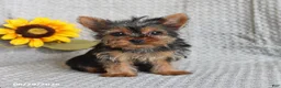Yorkshire Terrier dogs for sale: Fluffy - Ad 1