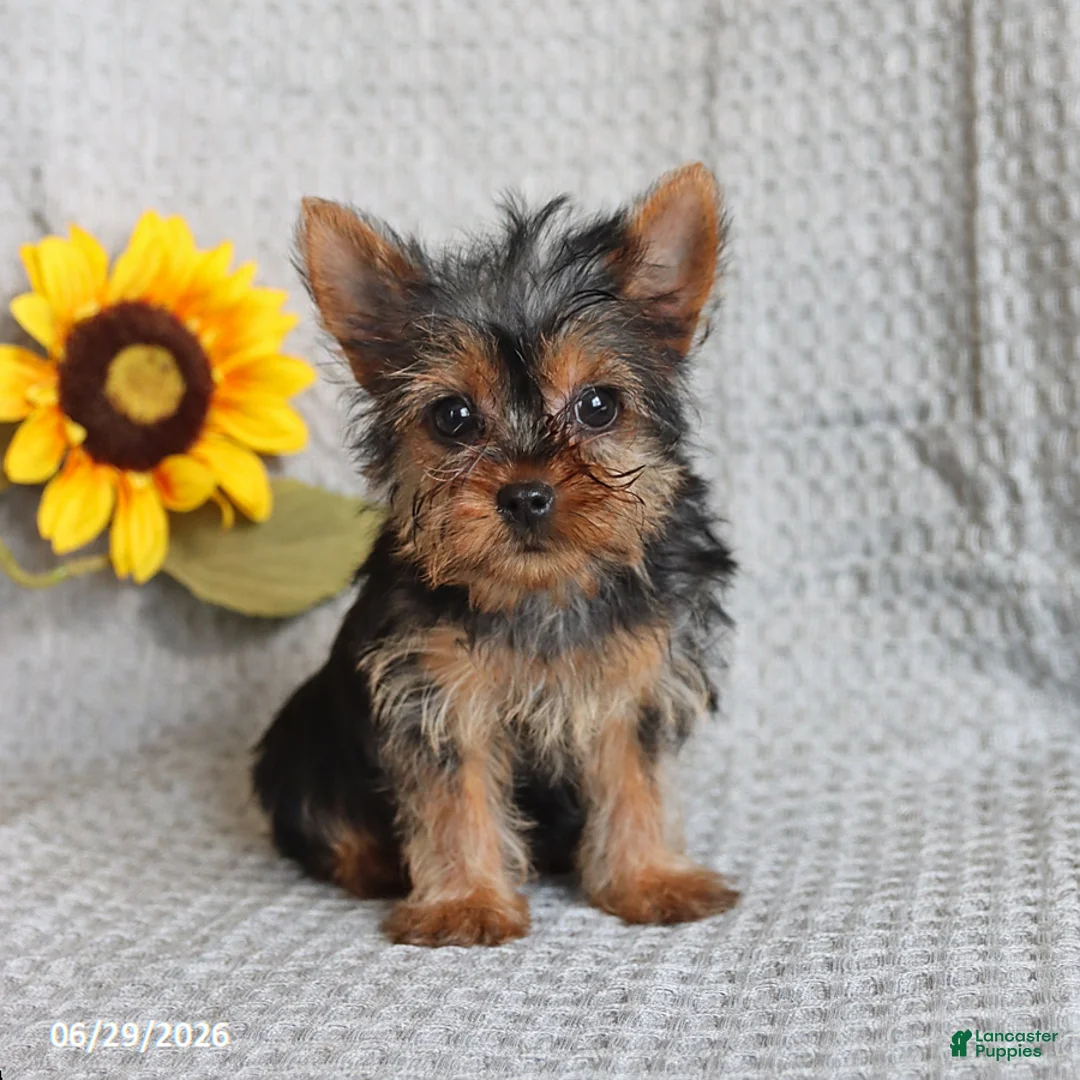 Yorkshire Terrier dogs for sale: Fluffy - Ad 1
