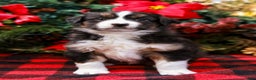 Miniature Australian Shepherd dogs for sale: Fig - Ad 2