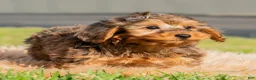 Yorkiepoo dogs for sale: Rohan  - Ad 2