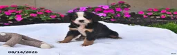 Bernese Mountain Dog dogs for sale: Quinn - Ad 3