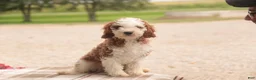 Cavapoo dogs for sale: Larry Cavapoo  - Ad 10