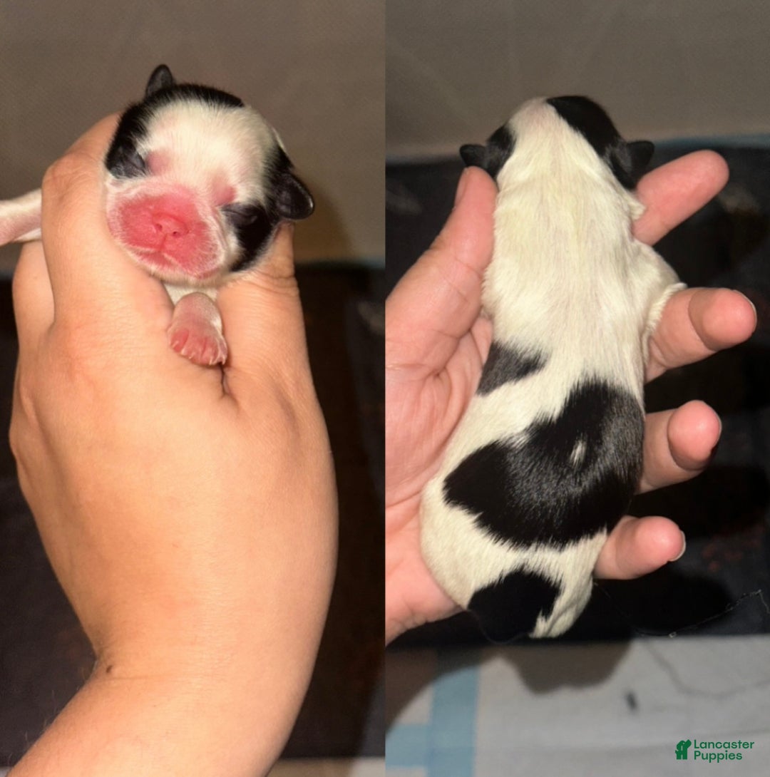 Shih Tzu dogs for sale: Shih Tzu Puppy 1 - Ad 1