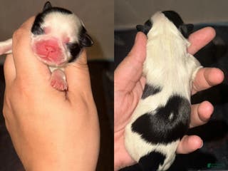 Shih Tzu dogs Shih Tzu Puppy 1 - Ad 39