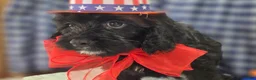 Cavapoo dogs for sale: Trigger - Ad 9