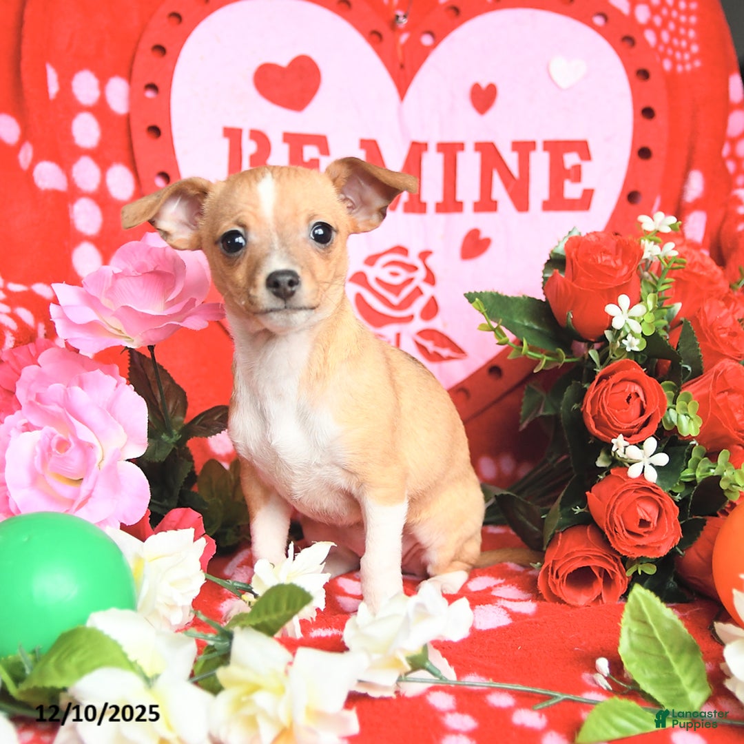 Mixed Breed dogs for sale: Pearl - Ad 3