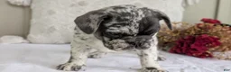 French Bulldog dogs for sale: Flint - Ad 8