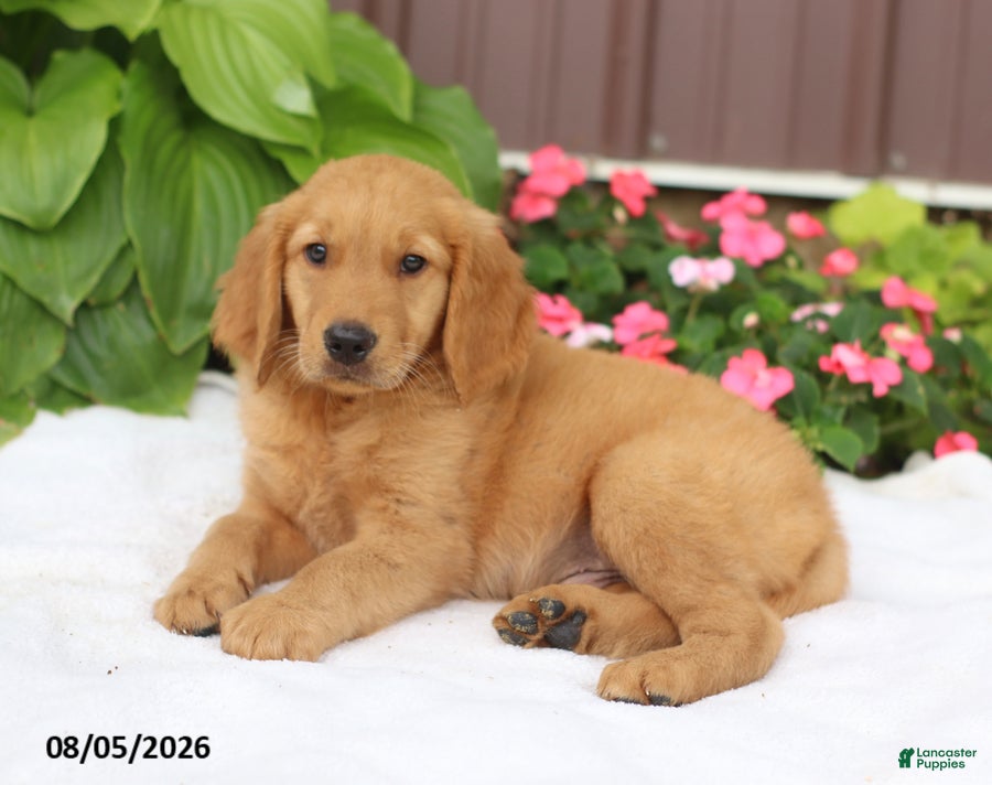 Golden Retriever dogs Tom - Ad 2