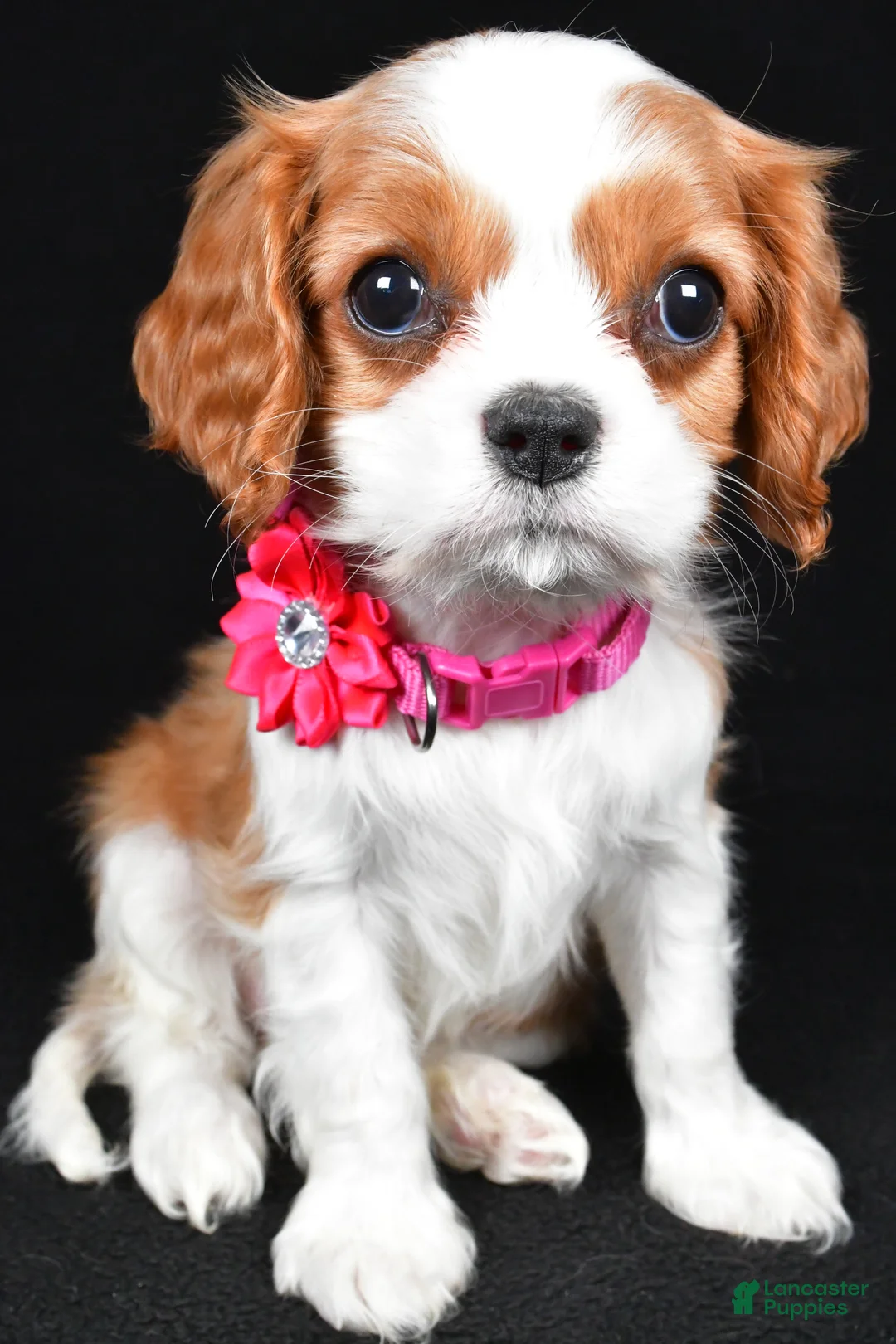 Cavalier King Charles Spaniel dogs for sale: Rose - Ad 9