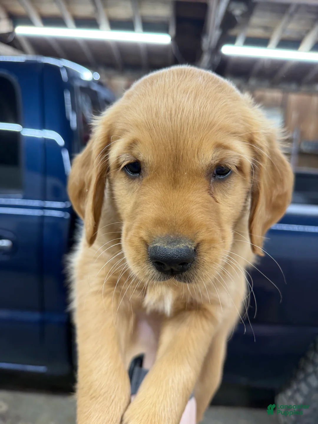 Golden Retriever dogs for sale: Black collar - Ad 1