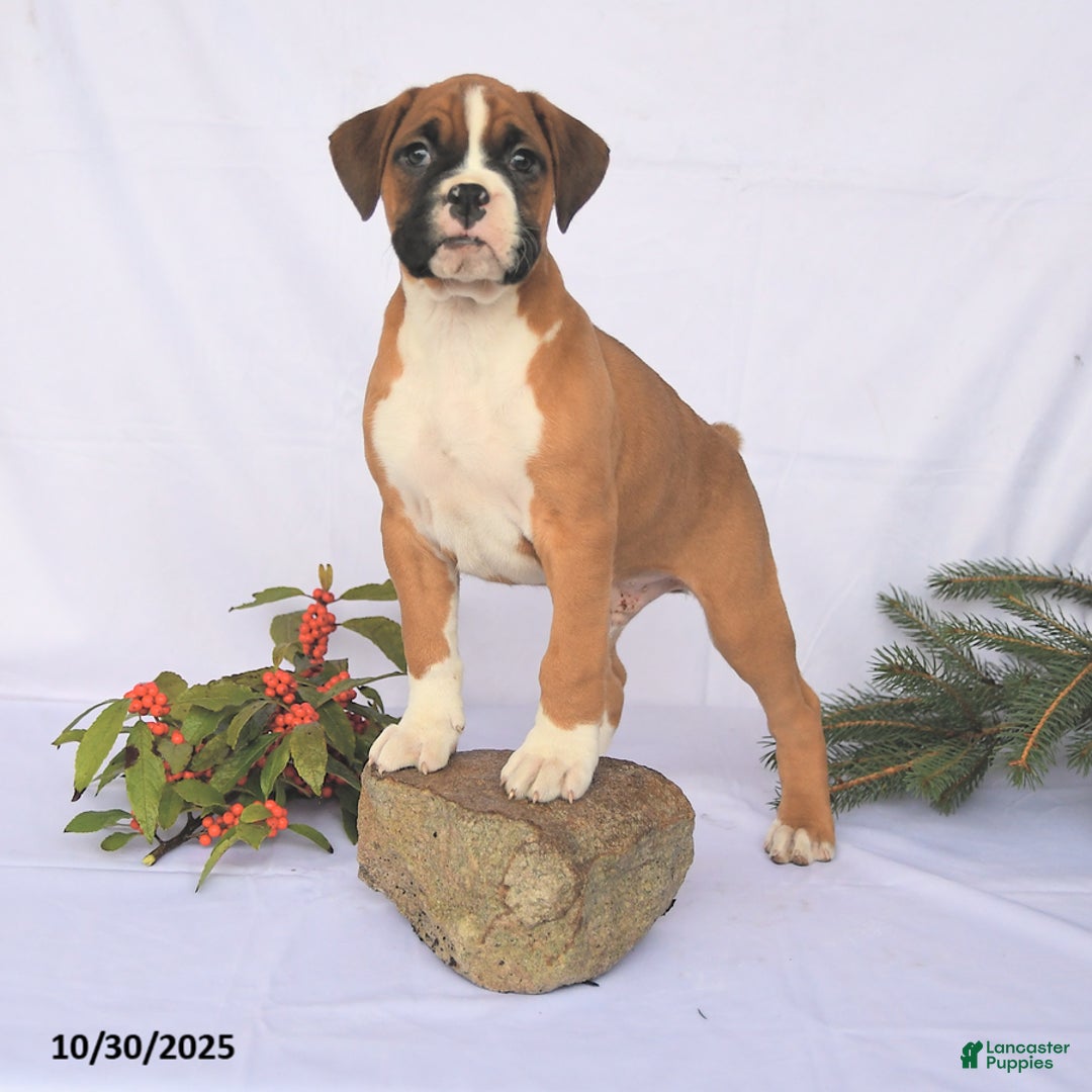 Boxer dogs for sale: Trevor - Ad 1