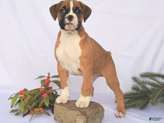 Boxer dogs Trevor - Ad 11
