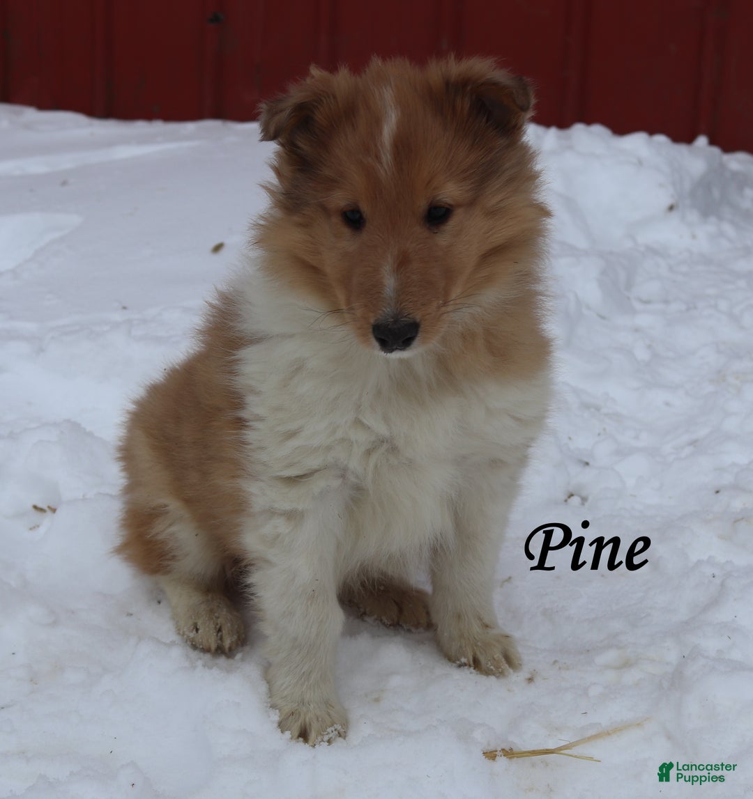 Collie dogs for sale: Pine - Ad 1