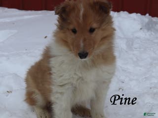 Collie dogs Pine - Ad 5