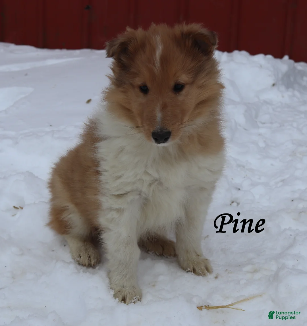 Collie dogs for sale: Pine - Ad 1