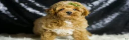 Toy Poodle dogs for sale: Wayne - Ad 5