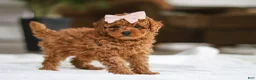 Maltipoo dogs for sale: Allie - Ad 4