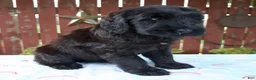 Giant Schnauzer dogs for sale: Lelah - Ad 4