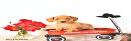 Miniature Dachshund dogs for sale: Silas - Ad 3