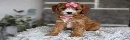 Cavapoo dogs for sale: Penny - Ad 12