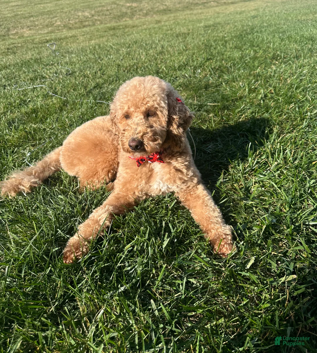Mini Goldendoodle dogs for sale: Winnie the Mini Goldendoodle  - Ad 1