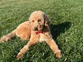 Mini Goldendoodle dogs Winnie the Mini Goldendoodle - Ad 28