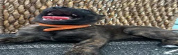 Dutch Shepherd dogs for sale: Dutch Shepherd 6 - Ad 3