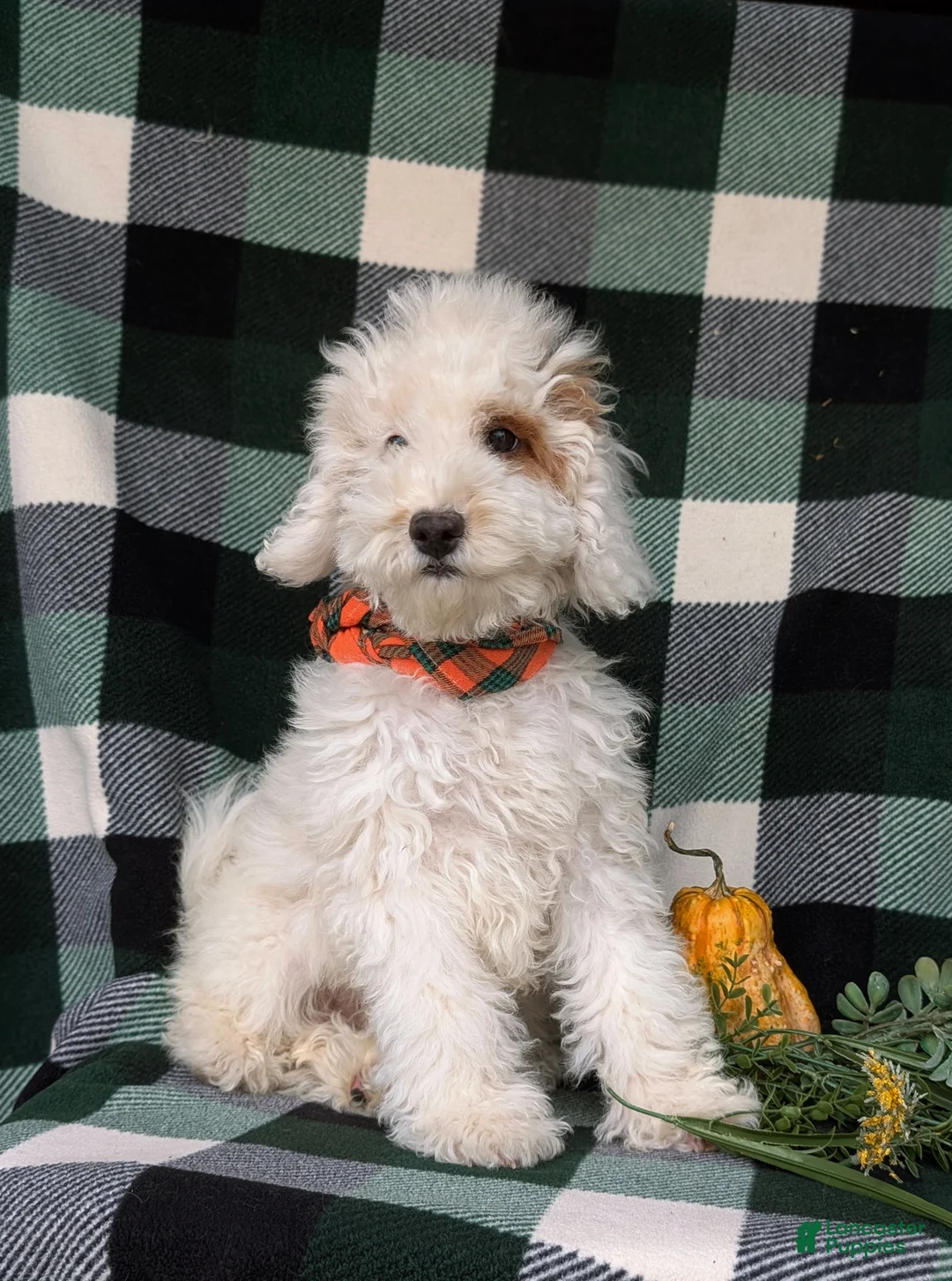 Cockapoo dogs for sale: Bronson Hypoallergenic - Ad 2