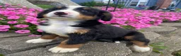 Bernese Mountain Dog dogs for sale: Finn - Ad 3