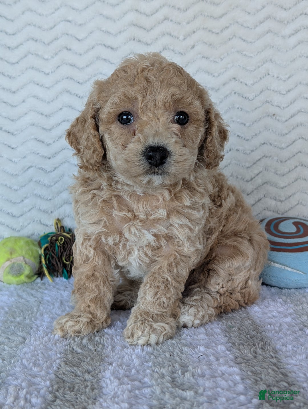 Bichpoo dogs for sale: Dasiy - Ad 7