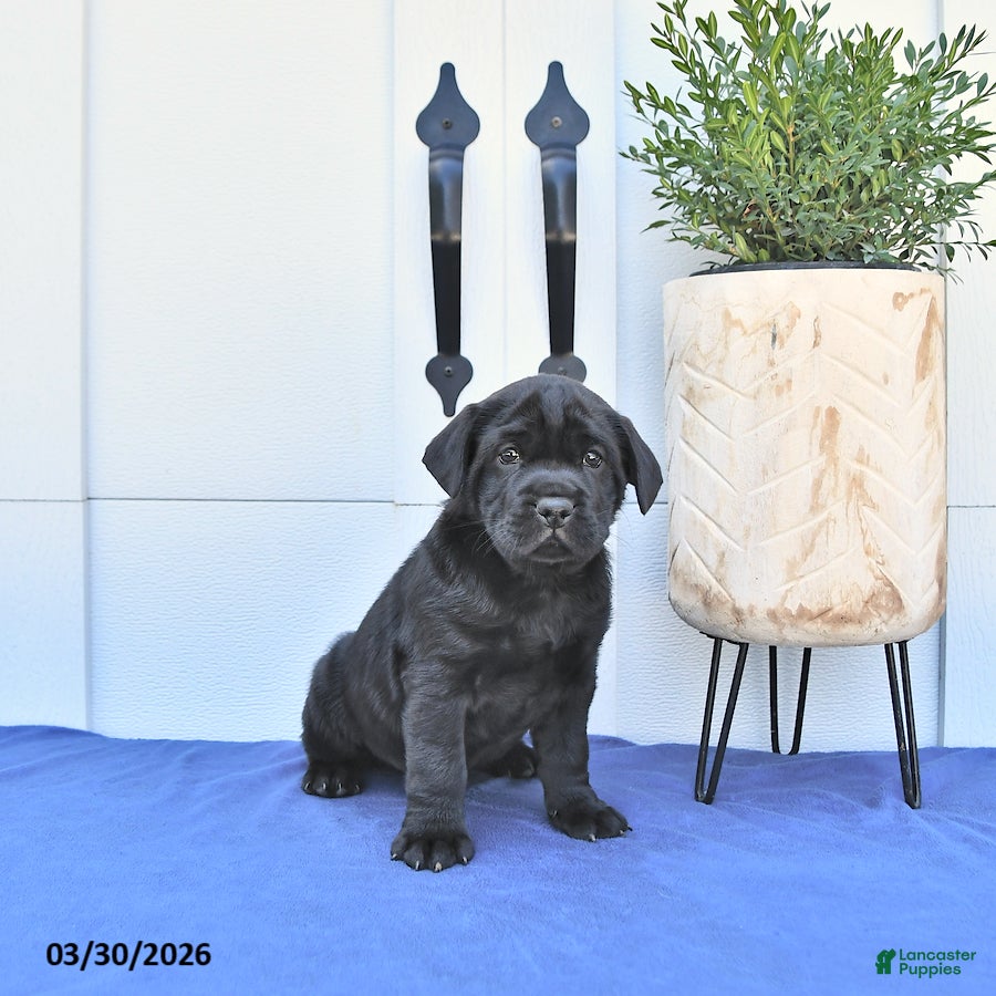 Mini Hippo dogs Rex - Ad 2