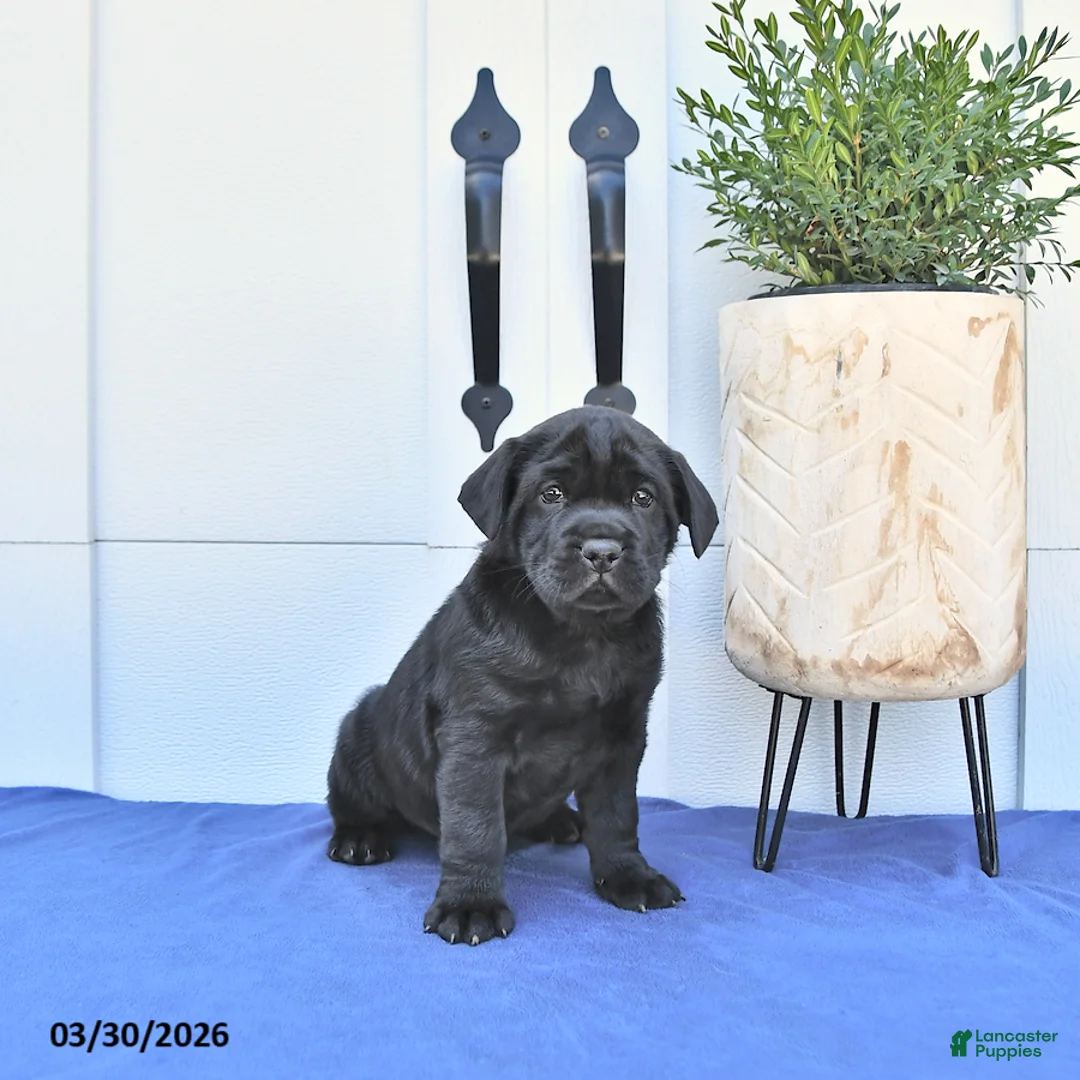 Mini Hippo dogs for sale: Rex - Ad 2