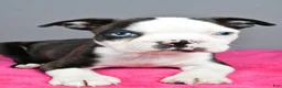 Boston Terrier dogs for sale: Bella - Ad 7