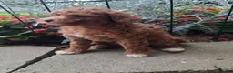 Cavapoo dogs for sale: Tipp - Ad 7